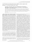 Research paper thumbnail of A p38 mitogen-activated protein kinase inhibitor protects against renal damage in a non-heart-beating donor model