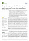 Research paper thumbnail of Phenotypic Characterization and RT-qPCR Analysis of Flower Development in F1 Transgenics of Chrysanthemum × grandiflorum