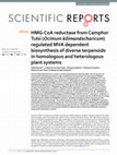 Research paper thumbnail of HMG-CoA reductase from Camphor Tulsi (Ocimum kilimandscharicum) regulated MVA dependent biosynthesis of diverse terpenoids in homologous and heterologous plant systems