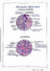 Research paper thumbnail of HISTOLOGÍA