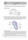 Research paper thumbnail of RECONOCIMIENTO DE CÉLULAS EUCARIÓTICAS I: PROTOZOARIOS Y ALGAS SUPERIORES