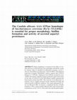 Research paper thumbnail of The Candida albicans AAA ATPase homologue of Saccharomyces cerevisiae Rix7p (YLL034c) is essential for proper morphology, biofilm formation and activity of secreted aspartyl proteinases