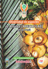 Research paper thumbnail of Diversidad de especies de Attalea (Arecaceae) en el Perú