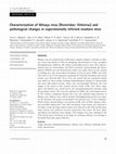 Research paper thumbnail of Characterization of Minaçu virus (Reoviridae: Orbivirus) and pathological changes in experimentally infected newborn mice