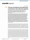 Research paper thumbnail of The Gut Microbiome of Exudivorous Marmosets in the Wild and Captivity