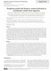 Research paper thumbnail of Toxoplasma gondii and Neospora caninum infections in synanthropic rodents from Argentina