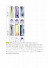 Research paper thumbnail of FZD10 expression overlaps with Wnt1 and Wnt3a in the spinal cord