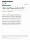 Research paper thumbnail of Absence of the primary cilia formation gene Talpid3 impairs muscle stem cell function