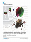 Research paper thumbnail of Opsin evolution and expression in Arthropod compound Eyes and Ocelli: Insights from the cricket Gryllus bimaculatus