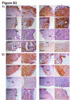 Research paper thumbnail of Supplementary Figure 3 from Gefitinib and Afatinib Show Potential Efficacy for Fanconi Anemia–Related Head and Neck Cancer