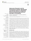 Research paper thumbnail of Adenosine signaling and its downstream target mod(mdg4) modify the pathogenic effects of polyglutamine in a Drosophila model of Huntington’s disease