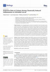 Research paper thumbnail of Protective Role of Galanin during Chemically Induced Inflammation in Zebrafish Larvae