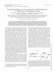 Research paper thumbnail of Positioning of Region 4 of the <i>Escherichia coli</i> RNA Polymerase ς <sup>70</sup> Subunit by a Transcription Activator