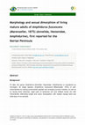 Research paper thumbnail of Morphology and sexual dimorphism of living mature adults of Amphiduros fuscescens (Marenzeller, 1875) (Annelida, Hesionidae, Amphidurine), first reported for the Iberian Peninsula