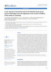 Research paper thumbnail of A new species of terrestrial toad of the Rhinella festae group (Anura, Bufonidae) from the highlands of the Central Cordillera of the Andes of Colombia