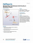 Research paper thumbnail of Skeletal Stem Cell-Schwann Cell Circuitry in Mandibular Repair