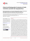 Research paper thumbnail of Clinical and Radiographic Evaluation of Cattle Tail before and after the &lt;i&gt; Vaquejada&lt;/i&gt; Race