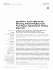 Research paper thumbnail of EpCAM Is a Surface Marker for Enriching Anterior Pituitary Cells From Human Hypothalamic-Pituitary Organoids