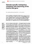 Research paper thumbnail of Gamete–specific methylation correlates with imprinting of the murine Xist gene