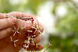 Research paper thumbnail of « Plant shoots » / « Bébés plantes »