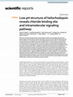 Research paper thumbnail of Low pH structure of heliorhodopsin reveals chloride binding site and intramolecular signaling pathway