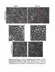 Research paper thumbnail of Supplementary Figure 2 from Adaptive Basal Phosphorylation of eIF2α Is Responsible for Resistance to Cellular Stress–Induced Cell Death in &lt;i&gt;Pten&lt;/i&gt;-Null Hepatocytes