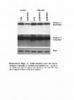 Research paper thumbnail of Supplementary Figure 4 from Adaptive Basal Phosphorylation of eIF2α Is Responsible for Resistance to Cellular Stress–Induced Cell Death in &lt;i&gt;Pten&lt;/i&gt;-Null Hepatocytes