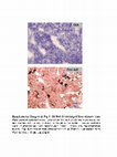 Research paper thumbnail of Supplementary Figure 1 from Adaptive Basal Phosphorylation of eIF2α Is Responsible for Resistance to Cellular Stress–Induced Cell Death in &lt;i&gt;Pten&lt;/i&gt;-Null Hepatocytes