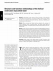 Research paper thumbnail of Structure and function relationships of the helical ventricular myocardial band