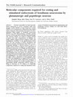 Research paper thumbnail of Molecular components required for resting and stimulated endocytosis of botulinum neurotoxins by glutamatergic and peptidergic neurons