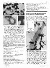 Research paper thumbnail of Actin microcrystals and tubes formed in the presence of gadolinium ions