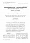 Research paper thumbnail of Morphological Diversity of Dorystoechas hastata, a Relict Endemic Species, Across Habitat Variability