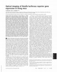 Research paper thumbnail of Optical imaging of <i>Renilla</i> luciferase reporter gene expression in living mice