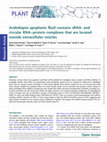 Research paper thumbnail of Arabidopsis apoplastic fluid contains sRNA- and circular RNA–protein complexes that are located outside extracellular vesicles