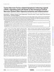 Research paper thumbnail of Tumor Necrosis Factor-related Apoptosis-inducing Ligand (TRAIL) Signaling and Cell Death in the Immature Central Nervous System after Hypoxia-Ischemia and Inflammation