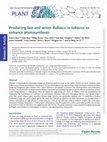 Research paper thumbnail of Producing fast and active Rubisco in tobacco to enhance photosynthesis