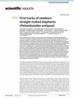 Research paper thumbnail of First tracks of newborn straight-tusked elephants (Palaeoloxodon antiquus)