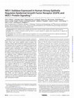 Research paper thumbnail of NEU1 Sialidase Expressed in Human Airway Epithelia Regulates Epidermal Growth Factor Receptor (EGFR) and MUC1 Protein Signaling