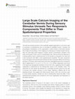 Research paper thumbnail of Large Scale Calcium Imaging of the Cerebellar Vermis During Sensory Stimulus Unravels Two Response’s Components That Differ in Their Spatiotemporal Properties