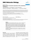 Research paper thumbnail of Nuclear factor I-A represses expression of the cell adhesion molecule L1