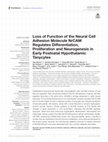 Research paper thumbnail of Loss of Function of the Neural Cell Adhesion Molecule NrCAM Regulates Differentiation, Proliferation and Neurogenesis in Early Postnatal Hypothalamic Tanycytes