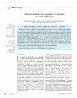 Research paper thumbnail of Especies de Malassezia causantes de pitiriasis versicolor en Paraguay