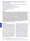 Research paper thumbnail of Positive Selection Drives Evolution at the Host–Filovirus Interaction Surface