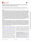 Research paper thumbnail of Extensive Positive Selection Drives the Evolution of Nonstructural Proteins in Lineage C Betacoronaviruses