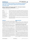 Research paper thumbnail of The brachial plexus branches to the pectoral muscles in adult rats: morphological aspects and morphometric normative data