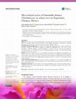 Research paper thumbnail of Mycorrhizal status of Guarianthe skinneri (Orchidaceae) in urban trees in Tapachula, Chiapas, Mexico