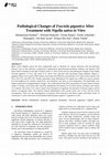 Research paper thumbnail of Pathological Changes of Fasciola gigantica After Treatment with Nigella sativa in Vitro