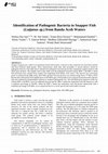 Research paper thumbnail of Identification of Pathogenic Bacteria in Snapper Fish (Lutjanus sp.) from Banda Aceh Waters