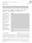 Research paper thumbnail of Gene expression profile of adhesion and extracellular matrix molecules during early stages of skeletal muscle regeneration