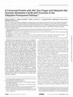 Research paper thumbnail of A Conserved Protein with AN1 Zinc Finger and Ubiquitin-like Domains Modulates Cdc48 (p97) Function in the Ubiquitin-Proteasome Pathway